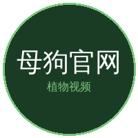 母狗官网